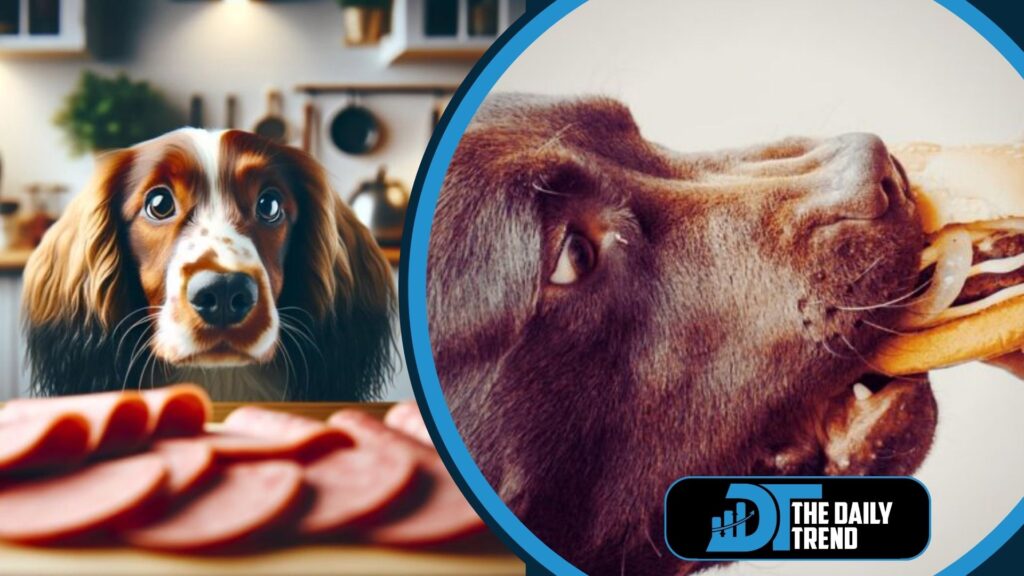 can dogs eat spicy food