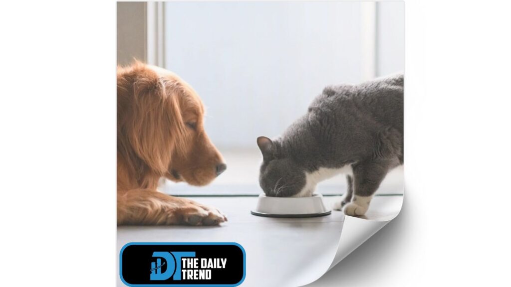 can dogs eat cat food